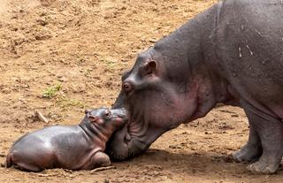 Wildlife