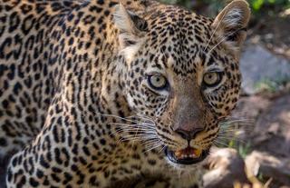 Wildlife