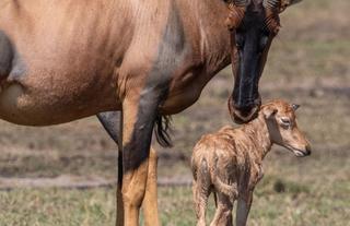 Wildlife