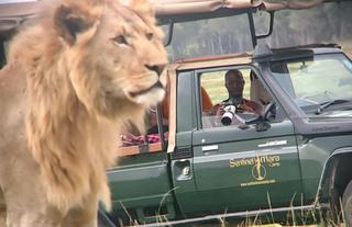 Sentinel Mara Game Drive