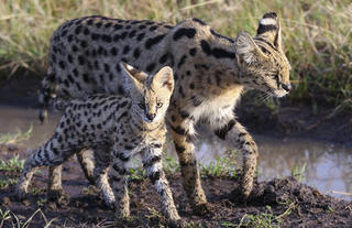 Wildlife