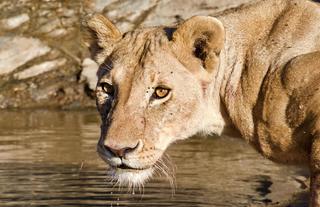 Wildlife