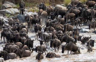 Wildlife