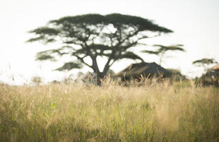 Namiri Plains - exterior view of guest bedroom