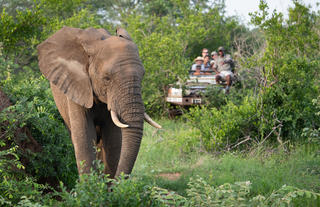 Safari Drive