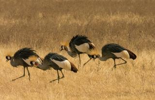 Dancing crowned cranes
