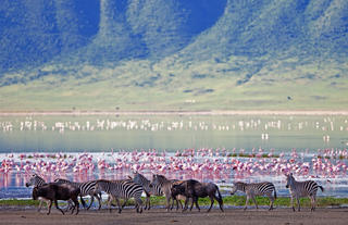 Sanctuary Ngorongoro Crater Camp game drive