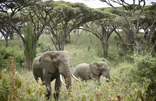 Game drive - elephants