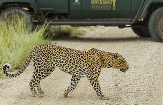 Impodimo Leopard Sighting
