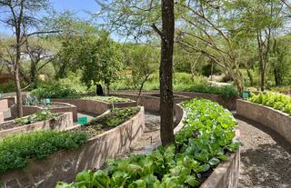 Organic Garden