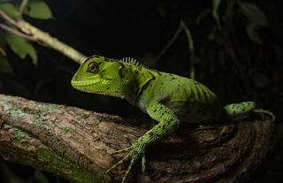 La Selva Eco Lodge and Retreat