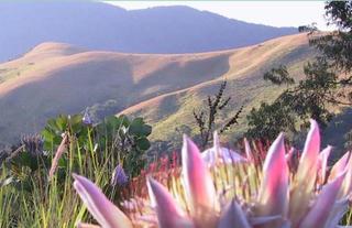 Vumba mountains