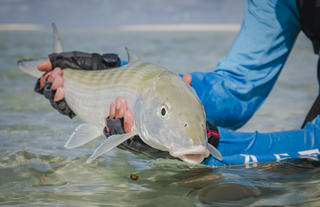Bonefish - Alphonse Fishing Company