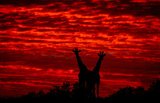 Giraffe at Sunset