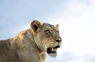 Lioness