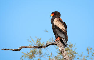 Bateleur
