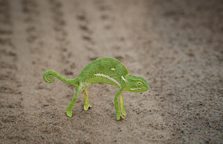 Chameleon