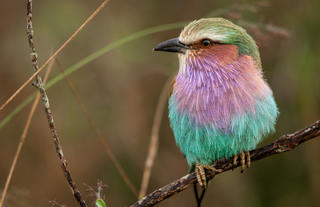 Lilac Breasted Roller