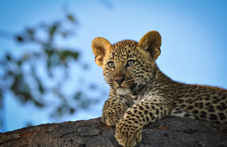 Leopard Cub