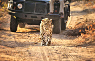 Leopard