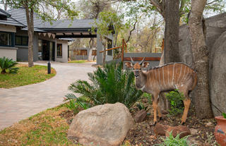 We have a resident Nyala herd