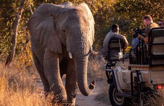 Game drive