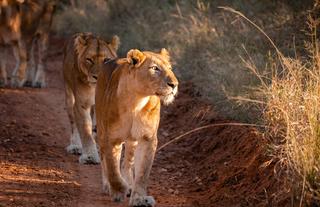 Game drive