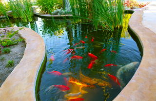 Koi pond