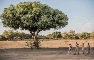 Kafunta Safaris - Bush Walk
