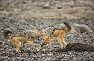 Wildlife Jackals