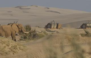Desert-Elephant-feeding-in-Hoarusib-Riverbed