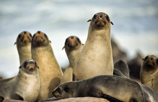 Seals