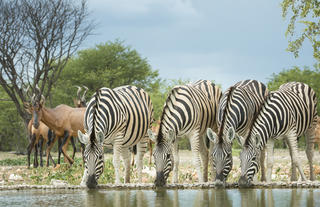 Ongava Lodge