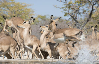 Ongava Lodge