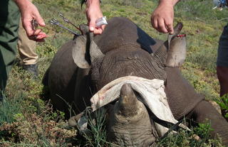 Rhino Darting Safari