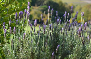 Lavender for bees and birds. 
