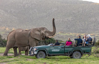 Game drive viewing Elephant
