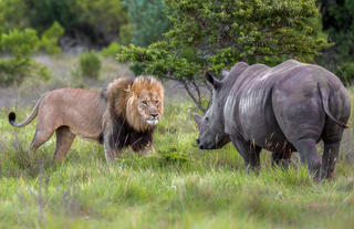 Lion & Rhino stand off
