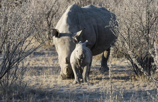 Ongava Game Reserve