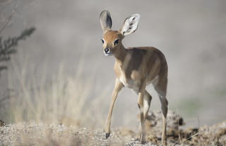 Ongava Game Reserve