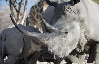 Ongava Game Reserve