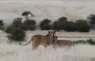 Desert Rhino Camp
