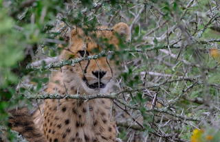 Bukela Game Lodge