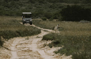 Bukela Game Lodge - Game Drives