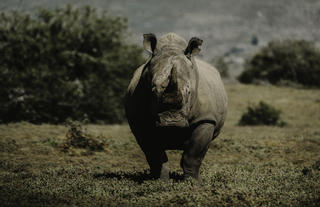 Bukela Game Lodge - Wildlife