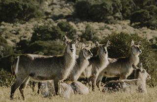Bukela Game Lodge - Wildlife Sightings