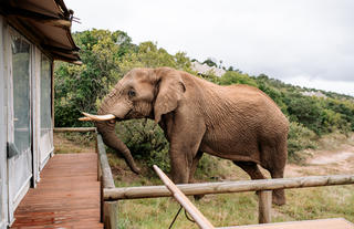 Bukela Game Lodge - Elephants at the Lodge