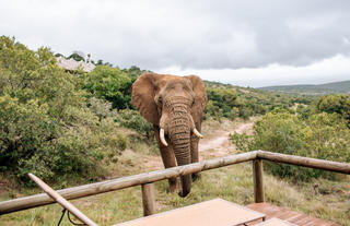 Bukela Game Lodge - Elephants Visiting Tent