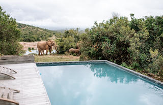 Bukela Game Lodge - Elephants at Pool