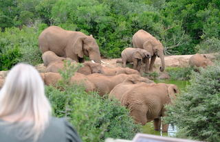 Bukela Game Lodge